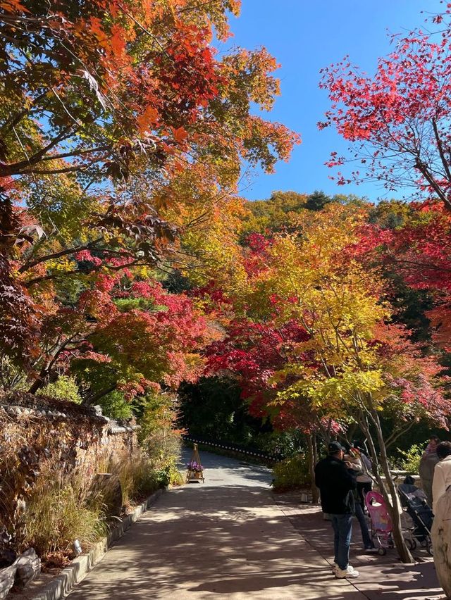 곤지암 단풍여행 :: 화담숲🍁