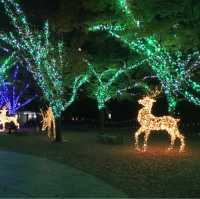 【天神中央公園】クリスマスイルミネーション