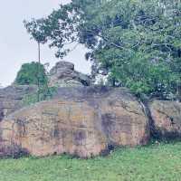 ลานหินต้นไทร