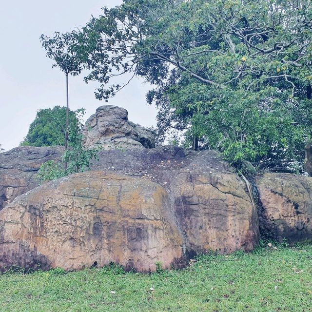 ลานหินต้นไทร