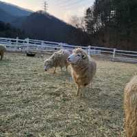 가평양떼목장 양.알파카 먹이주기 체험