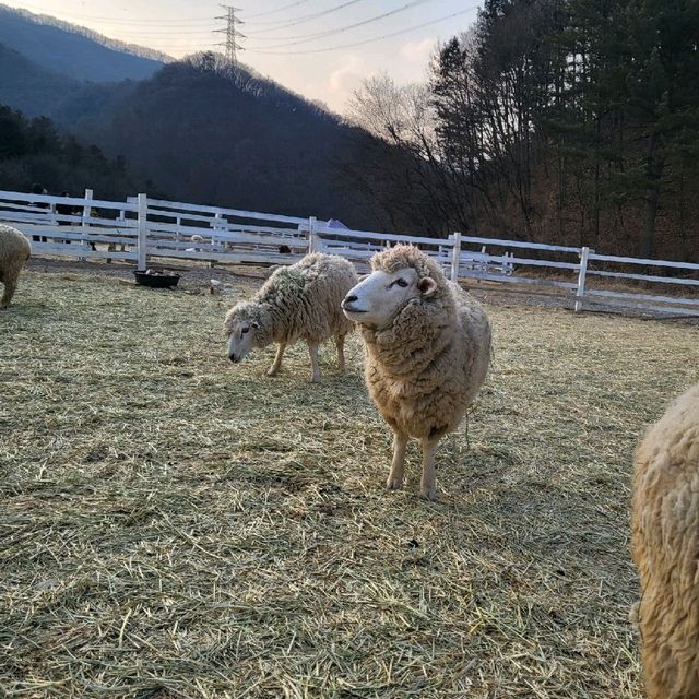 가평양떼목장 양.알파카 먹이주기 체험