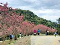 【桃園】復興景點-悠然秘境小屋賞櫻