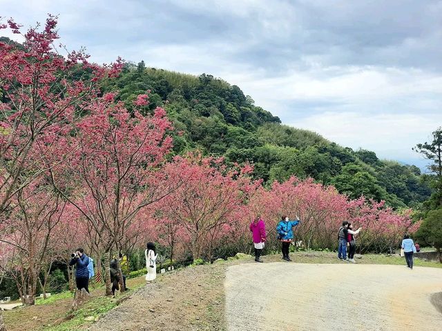 【桃園】復興景點-悠然秘境小屋賞櫻