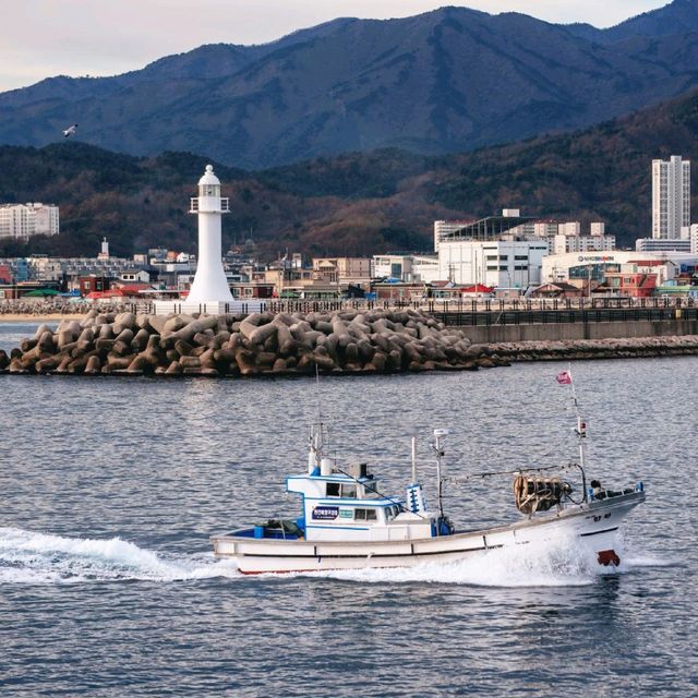 활기찬 항구의 아침, 속초 동명항!