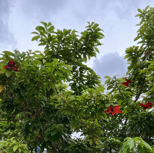 土瓜灣道花園! 土瓜灣道花園!
