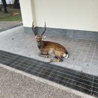 世界遺産を有する公園！奈良公園・東大寺
