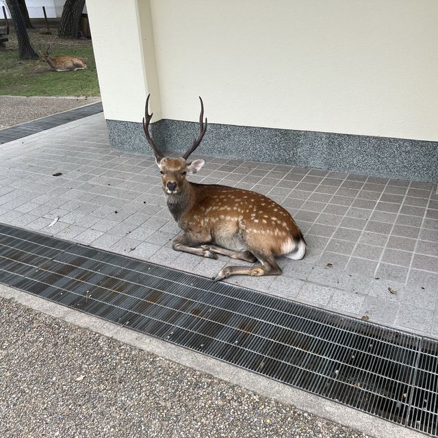 世界遺産を有する公園！奈良公園・東大寺