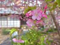 Kawazu Cherry Blossom Festival