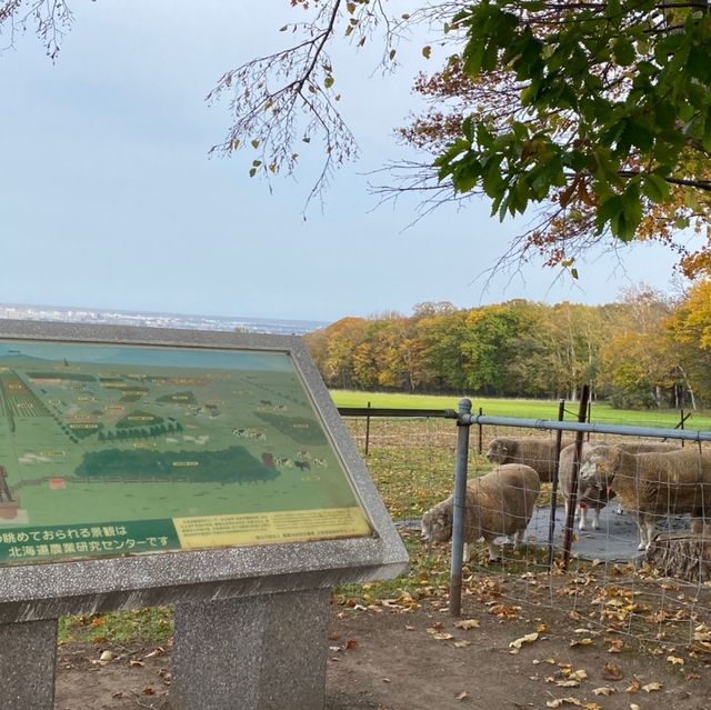 【北海道】秋のさっぽろ羊ヶ丘展望台へ