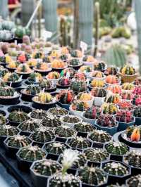 🌵Botanist Activity Space & Cafe