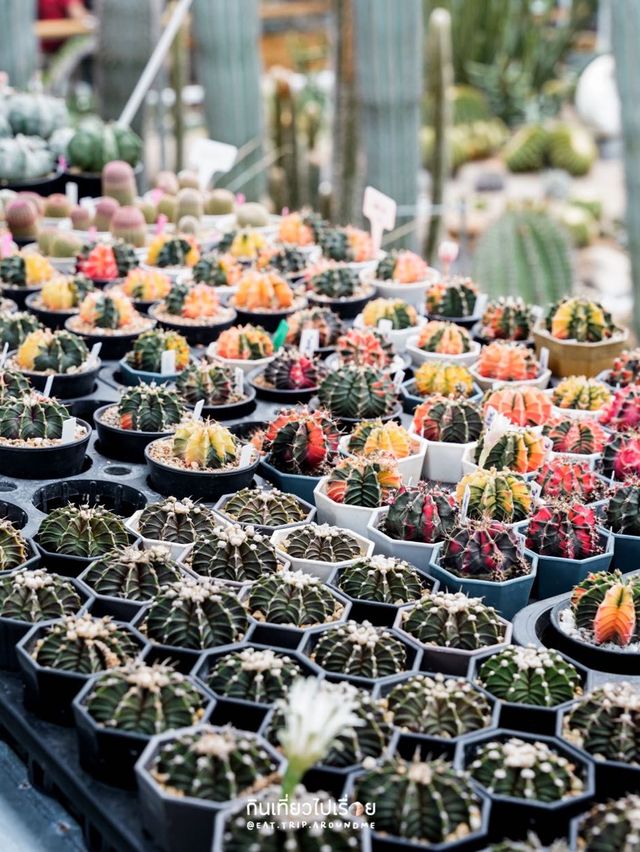 🌵Botanist Activity Space & Cafe