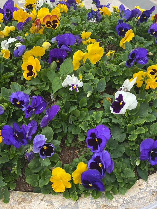 สวนดอกไม้เมืองหนาว ดาลัด (Dalat Flower Park