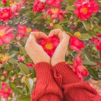 🌺눈과 동백의 아름다운 조화 [제주, 휴애리]