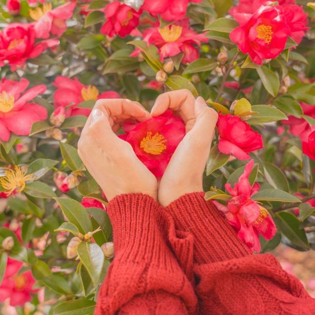 🌺눈과 동백의 아름다운 조화 [제주, 휴애리]