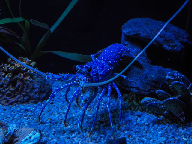 Aquaria Phuket พิพิธภัณฑ์สัตว์น้ำที่ใหญ่ที่สุด