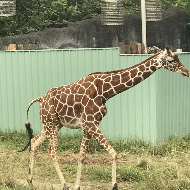Taipei Zoo trip