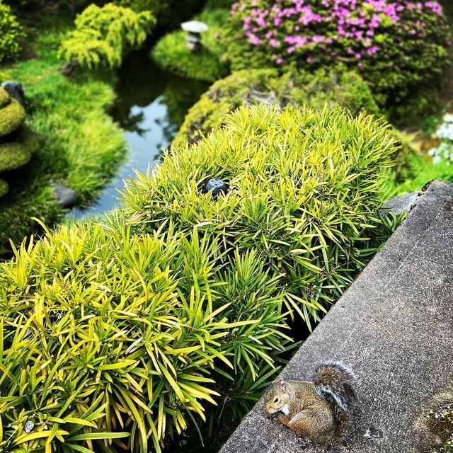 Beautiful flower blooming at the tea garden