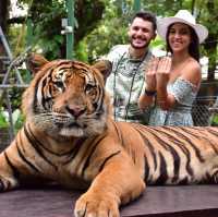 Honeymooners getting in Love with the Tiger