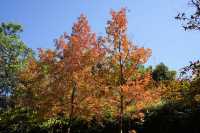 秋冬紅葉楓香林出發打卡啦
