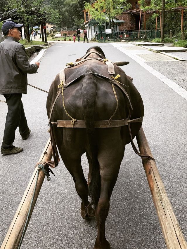 대나무 숲을 바라보며 싱그러운 백차 한잔을 즐길 수 있는 곳, 안지 대죽해(大竹海)