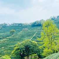 Hangzhou Longjin Tea Plant 🍃 