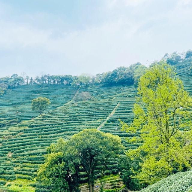 Hangzhou Longjin Tea Plant 🍃 