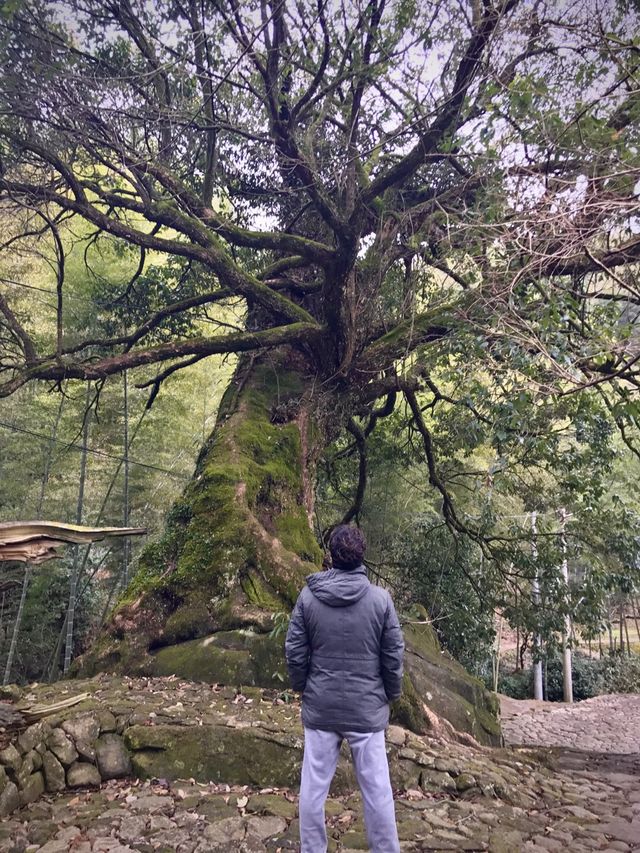 산중의 고요한 마을, 대갱촌(大坑村)