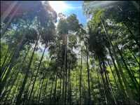 Bamboo forest in Moganshan.