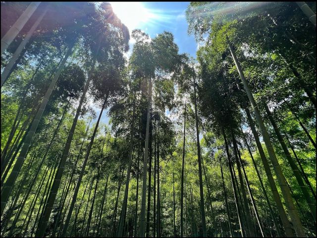Bamboo forest in Moganshan.