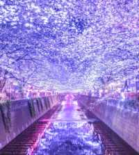 In 2023, continue the cherry blossom fate in Japan with the most comprehensive cherry blossom viewing guide!
