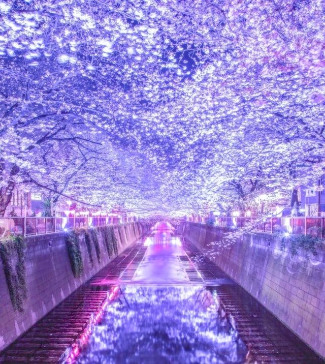 In 2023, continue the cherry blossom fate in Japan with the most comprehensive cherry blossom viewing guide!