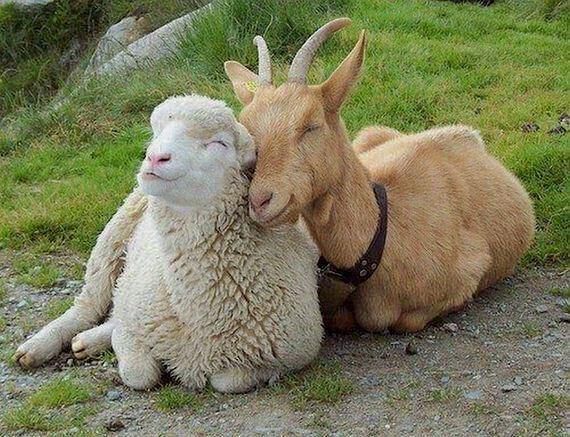 Baby Goat + Sheep Yoga in the Park - November 10th at 9:00am | Marine Park (Next to the Tennis Courts)