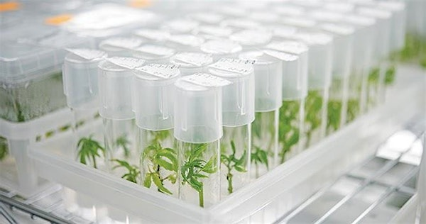 Wet-Lab Plant Tissue Culture Workshop - Micropropagation Kit Included! | Counter Culture Labs