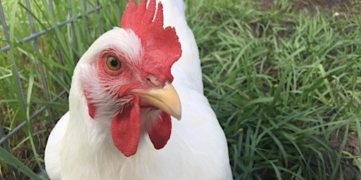 Basics of Raising Backyard Chickens for Eggs | 14700 Immokalee Rd