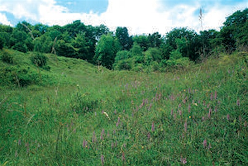Autumn Guided Walk: fungi and late Summer flowers - Aston Clinton Ragpits, Sunday 27 September | Aston Clinton Ragpits