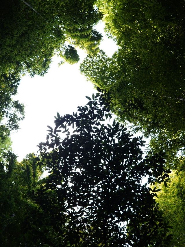 【京都】竹林の小径（嵐山）