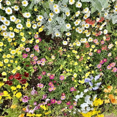 強羅公園の花畑 Trip Com 箱根の旅のブログ