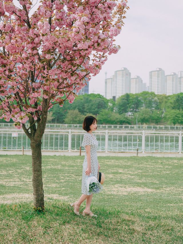 서울근교에서 겹벚꽃 보기 좋은 명소🌸