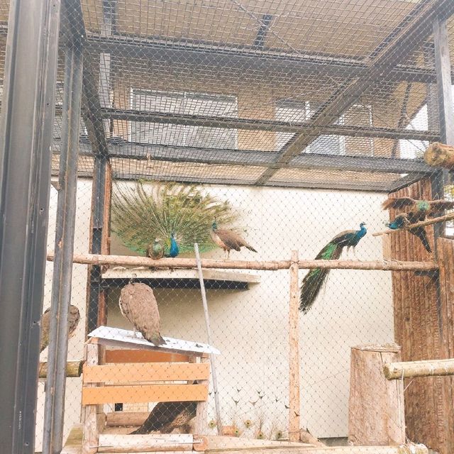旭山動物園　クジャク舎&にわとり・アヒル舎