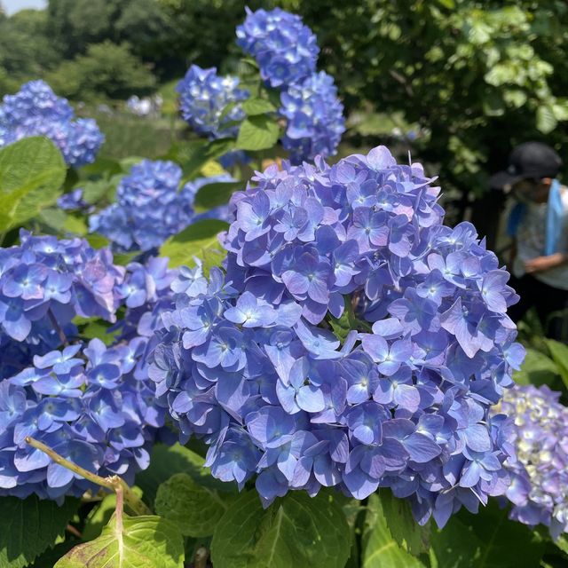 保土ヶ谷公園で自然と遊ぼう！