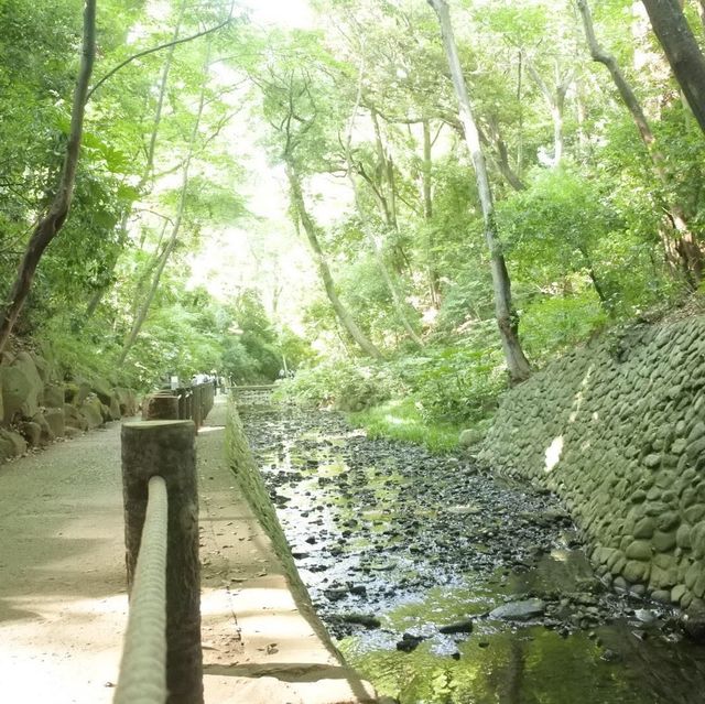 東京の等々力渓谷