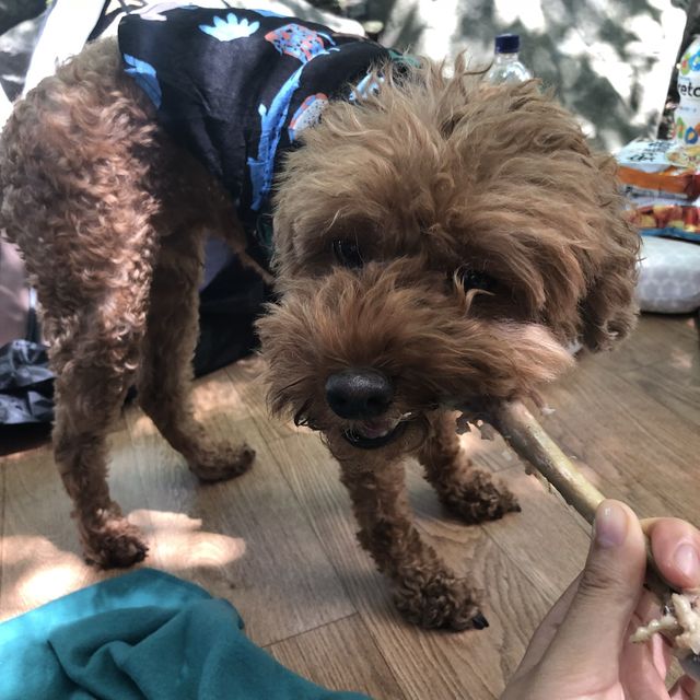 애견 동반 가능한 계곡 평상 백숙집 🐶