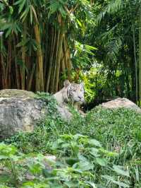 Cebu Safari and Adventure Park