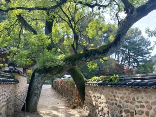 한옥마을의 정겨움 산청 남사예담촌🍃