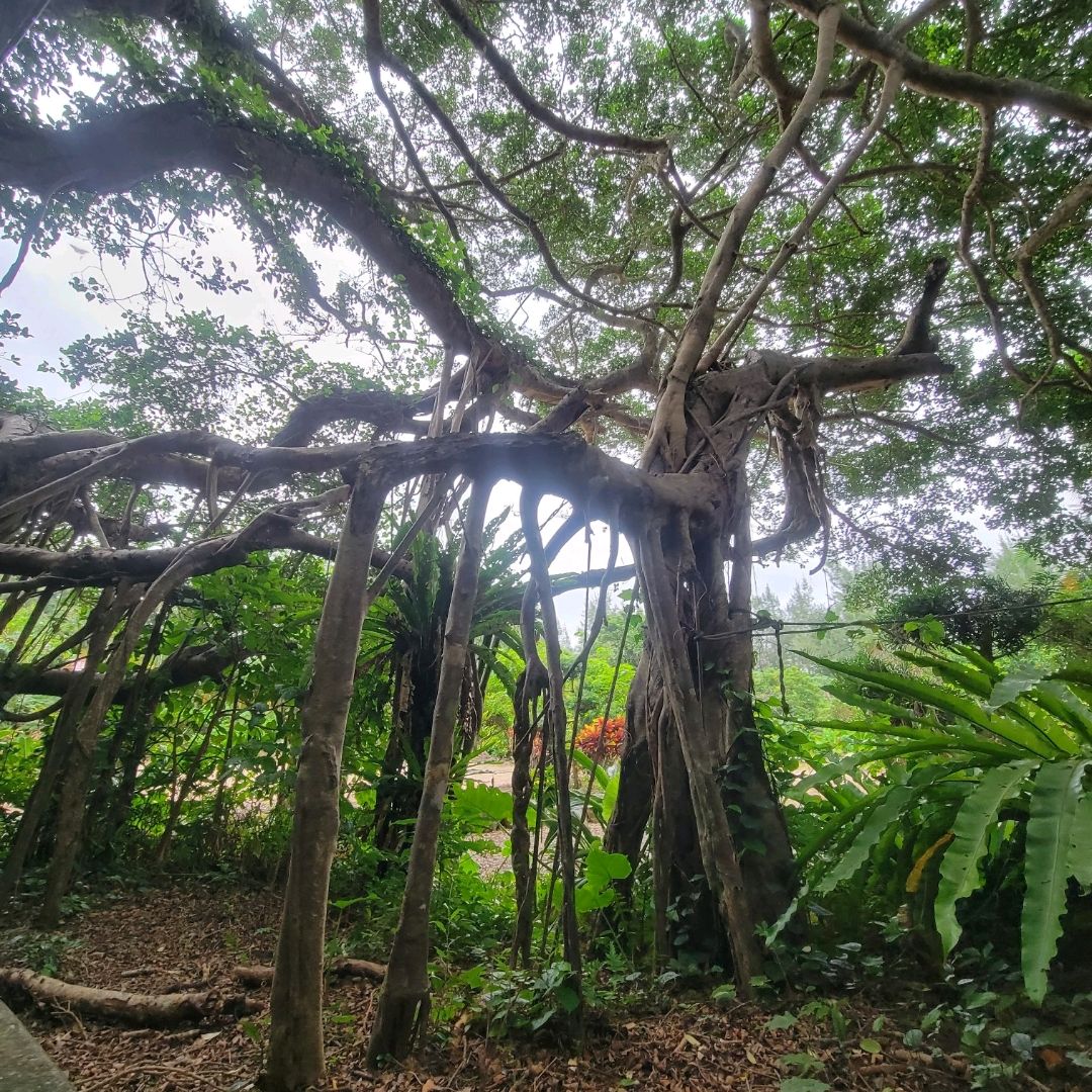 亜熱帯の樹木　ガジュマル　奄美大島産　⑤　小葉タイプ　接木 亜熱帯の樹木 ガジュマル 奄美大島産 ⑤ 小葉タイプ 接木 【公式通販】
