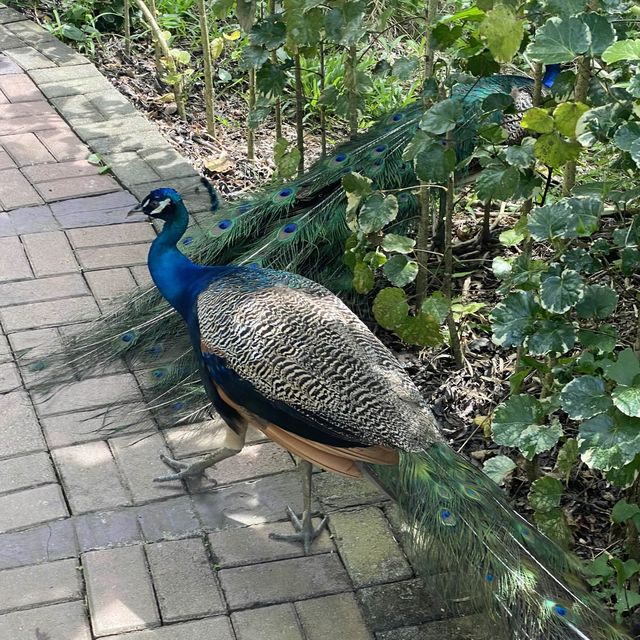 Cebu Safari