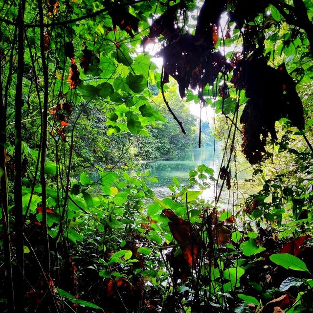 The Macritchie Petai Trial - Photo Ed
