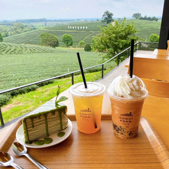 ไร่ชาฉุยฟง จ.เชียงราย : Choui Fong Tea Plantation