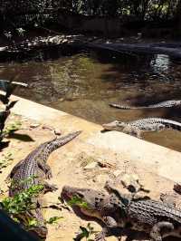 Crocodile Adventureland Langkawi 🐊✨